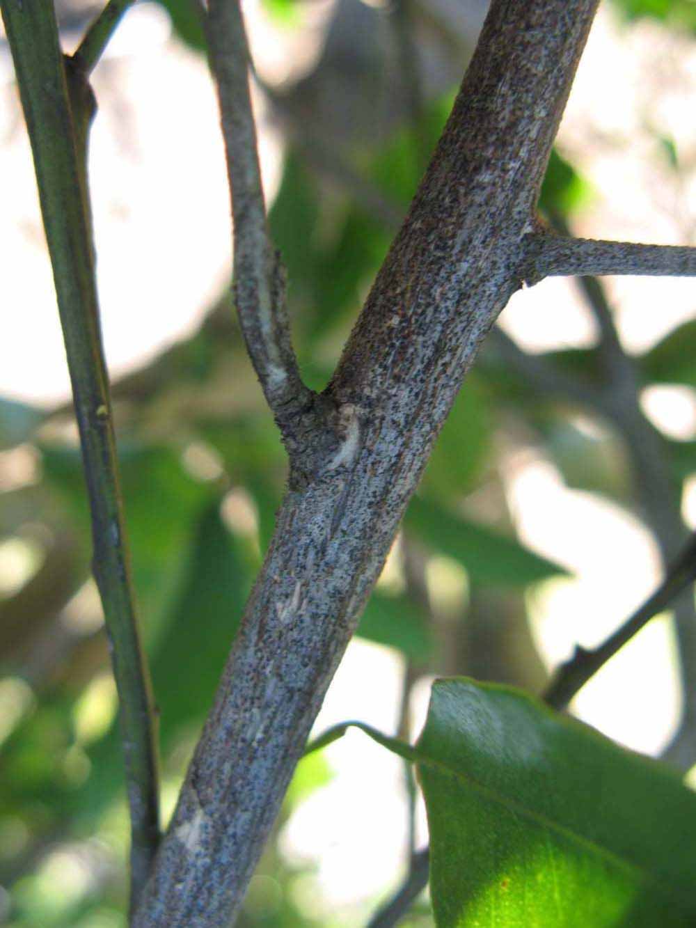              Second - third year twig (Winter Haven, FL)       